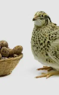 تخم بلدرچین