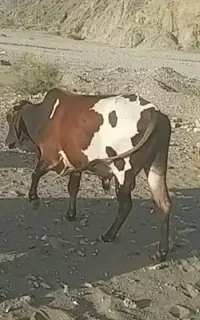 ۶راس گاو فروشی