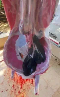 مرکز فروش گوسفندزنده بره نر محلی