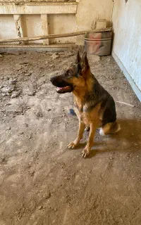 سگ ژرمن