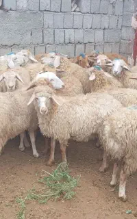 21عدد بره ماده مغانی اصل قوچ گرفته