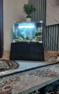 آکواریون