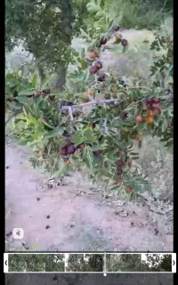 عناب تازه کلپسه رسیده 1405 تازه تازه آبدار امسالی