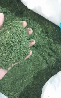 شوید خشک سبز