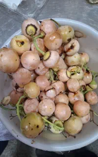 فروش سه پستون اعلا