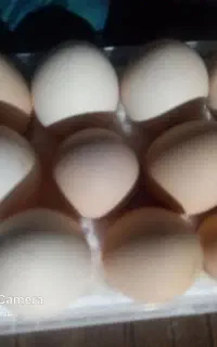 فروش تخم مرغ چابهاری اصل