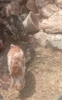 بوقلمون