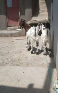 ۲راس بزغاله نر خالص پاکستانی