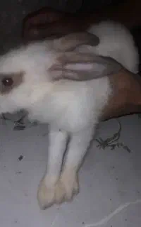 خرگوش