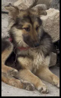 سگ گمشده