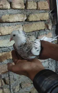 هماخال