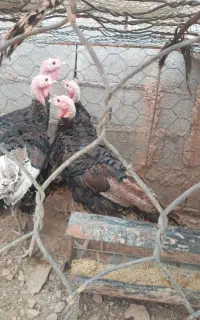 بوقلمون برنز انگلیسی ۴ماهه