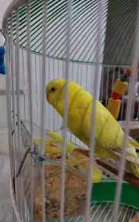 مرغ عشق ماده مولد
