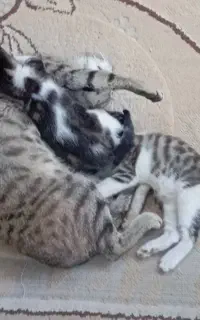 واگذاری گربه