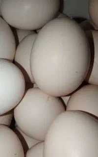 آشامیدنی .تخم مرغ وتخم شاخک نطفه دار