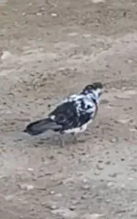 شازده سبز