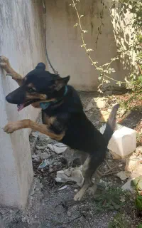 ژرمن شپرد