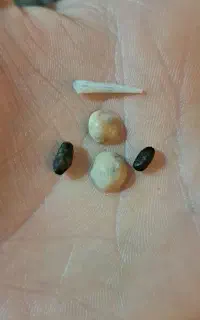 مهره اصلی فروشی