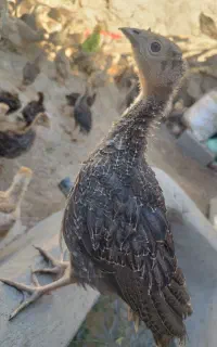 بوقلمون هشدرخان
