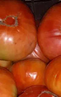 گوجه محلی خوران