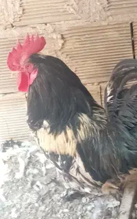 مرغ و خروس