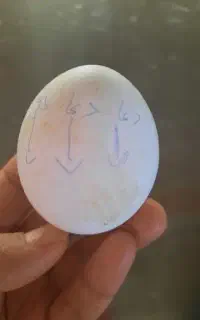 تخم مرغ نظر چین زاق