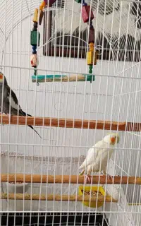 پرنده