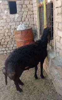 بره قوچ قزل افشار اصل