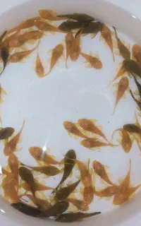 توضیحات کامل مطالعه شود گوپی و لجنخوار