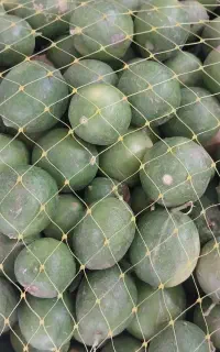 لیمو تازه آبگیری