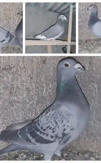 کبوتر مسابقه ای با پرینت بنزینگ