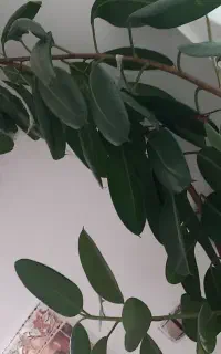 گیاه فیکوس