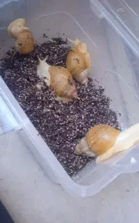 پرورش حلزون