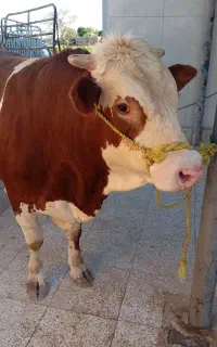 کشتار روز با حضور مردم سوسنگرد روستای حاجیه