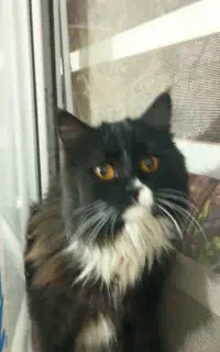 گربه