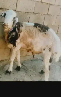قوچ پلنگی
