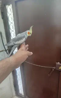 عروس هلندی سخنگو