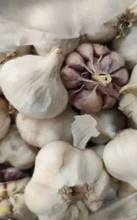 سیر محلی
