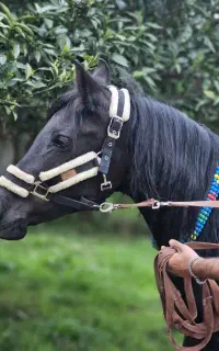 اسب مادیان مشکی کرد