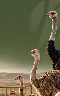 استخدام در مزرعه شترمرغ
