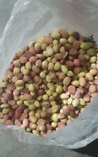 پسته تازه