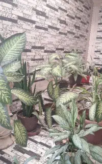 گل دیفن باخیا