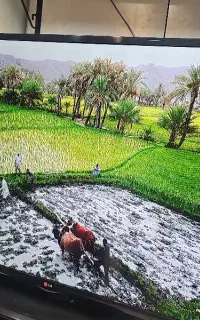 ال ای دی ۵۰ الجی