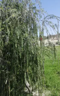 پیادروی وکوه نوردی