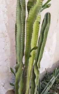 کاکتوس کره ای