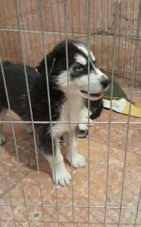 دو عدد طوله سگ نر و ماده هاسکی