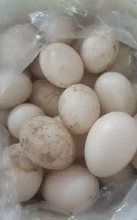 تخم اردک اسرائیلی نطفه دار