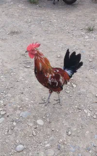 خروس گلین