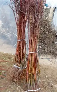 فروش نهال گردو بادام سیب انگور گلابی مرکبات گلدانی