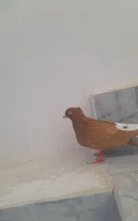چندتا کبوتر ب ضمانت